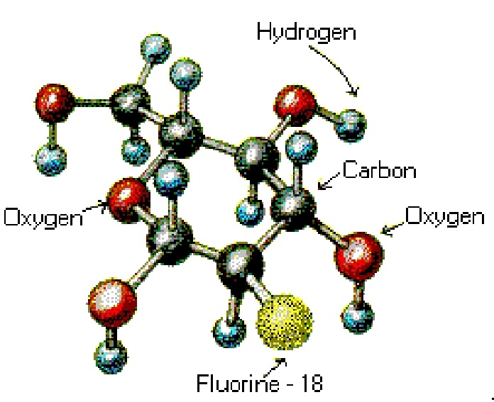 Model molekuły 2-fluoro-2-deoxy-D-glukozy, FDG